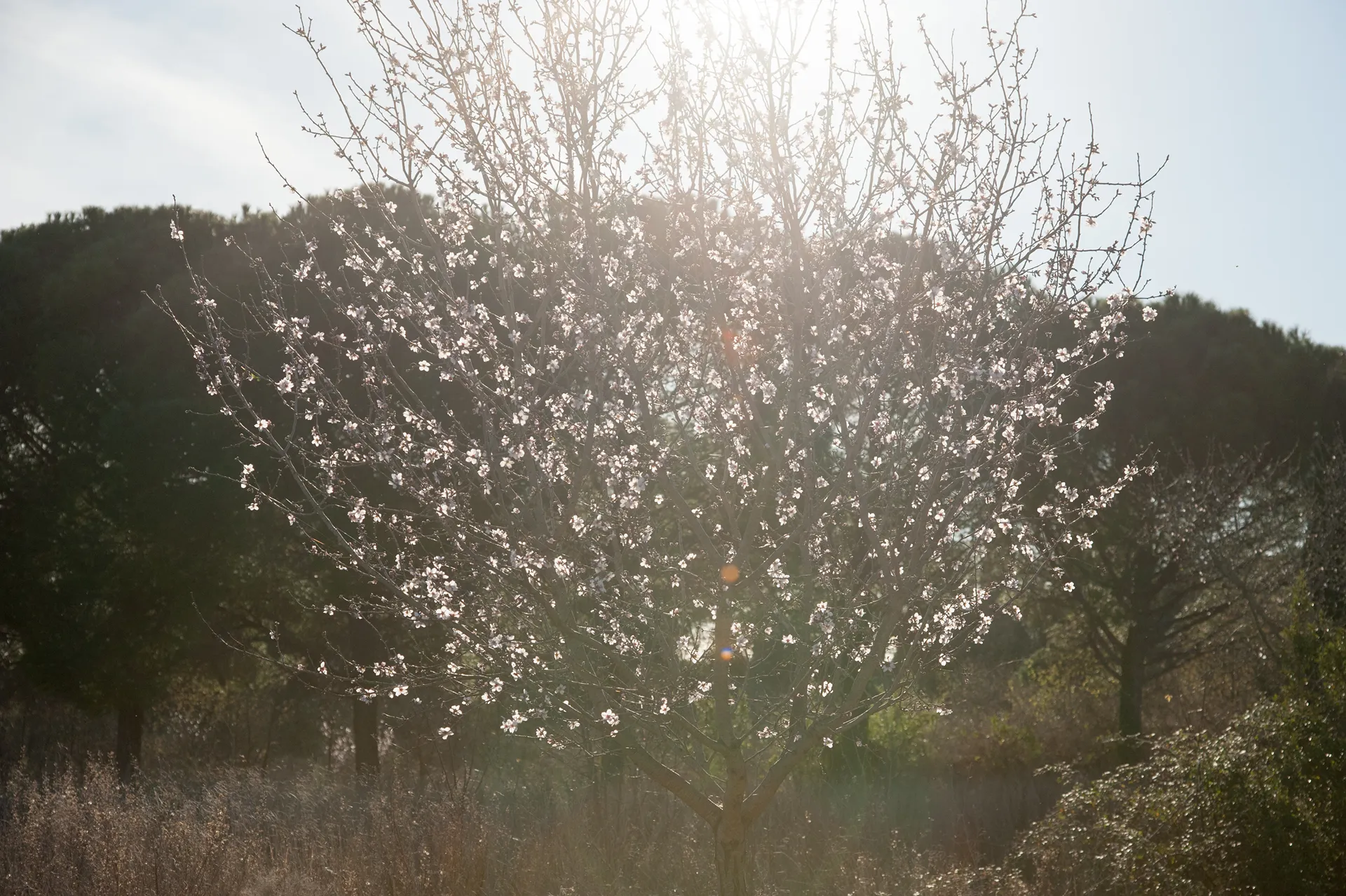 Arbre en contre-jour